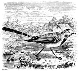 Weiße Bachstelze [Digital]