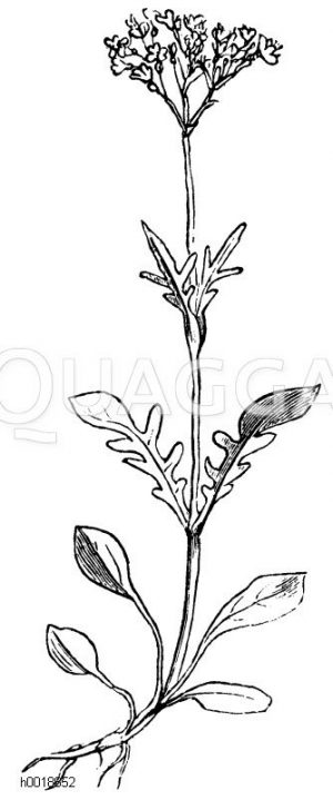 Kleiner Baldrian <Valeriana dioica> [Digital]