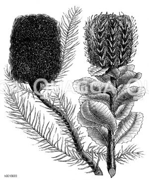 Banksia ericaefolia (links), Banksia purpurea (rechts) [Digital]