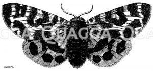 Arctia caja - Brauner Bär [Digital]