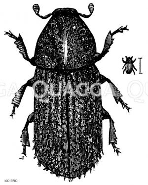 Goldbrauner Bastkäfer [Digital]