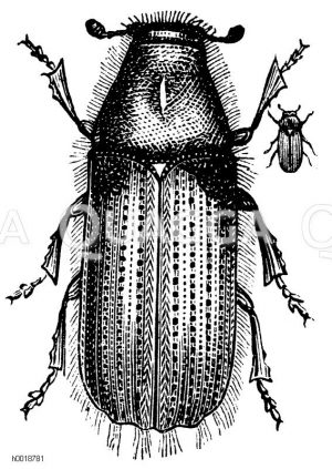 Hylesinus piniperda - Großer Kiefernmarkkäfer [Digital]