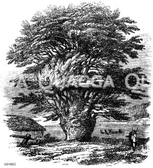 Riesentaxus bei der Abtei Fountaine [Digital]