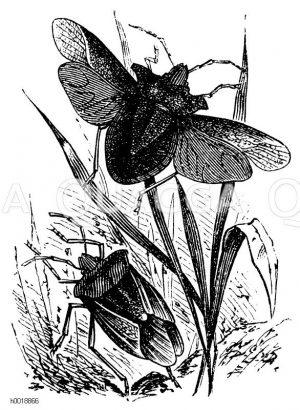 Pentatoma rufipes - Rotbeinige Baumwanze [Digital]