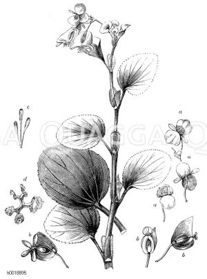 Begonia cucullata [Digital]