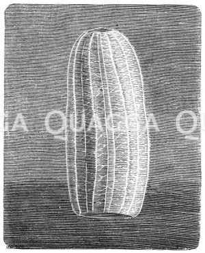 Beroe Forskalii - Melonenqualle [Digital]