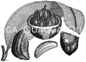 Bertholletia excelsa - Juvianuss oder Paranuss. Blatt, Kapsel, Früchte und Keimling [Digital]
