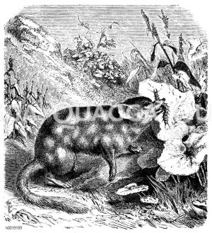Gefleckter Beutelmarder [Digital]