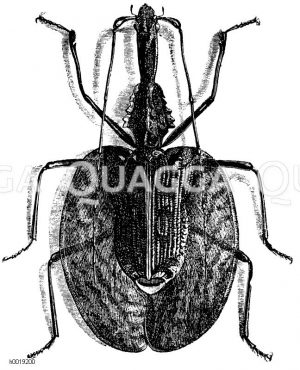 Javanischer Blattflügler [Digital]