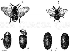 Kiefernblattwespe. a) Männchen, b) Weibchen, c-f) Puppen: d) von der Blattwespe geöffnet, e) von der Schlupfwespe geöffnet, f) von einer Fliege durchbohrt [Digital]