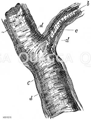 Stückchen einer Arterie. b) zarten Venen, c) dicke, mittlere Haut, d) äußere Hau [Digital]