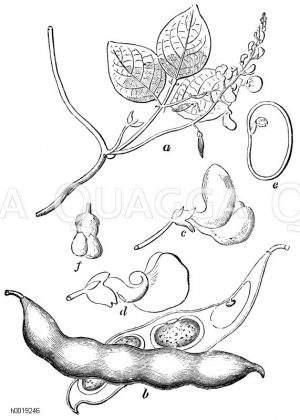 Türkische oder Feuerbohne. a) Stück Stengel, b) ganze Hülle, c) Blüte, d) Blüte nach Entfernung der Fahne und eines Flügels, f) Blüte von unten, e) eine aufgeschnittene Bohne [Digital]