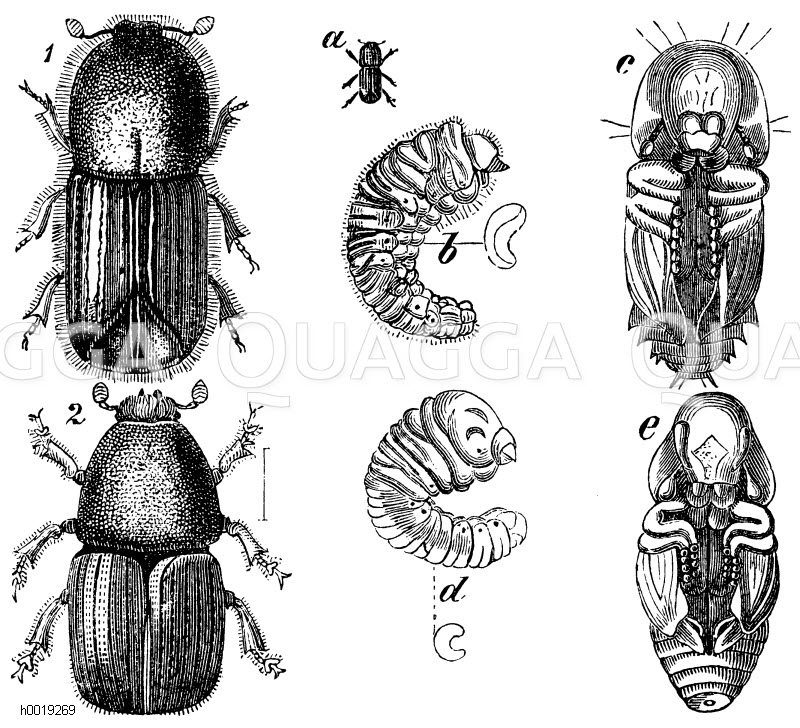 Borkenkäfer. 1. Fichtenborkenkäfer (Bostrichus typographus). a) natürliche Größe, b) Larve, c) Puppe, 2. Große Rüstersplintkäfer (Eccoptogaster), d) Larve, e) Puppe [Digital]