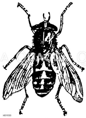 Tabanus bovinus - weibliche Rinderbremse [Digital]
