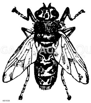Gastrophilus equi - Magenbremse des Pferdes [Digital]