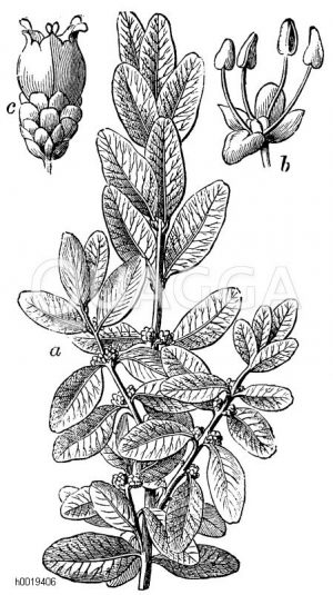 Buxaceae - Buchsbaumgewächse