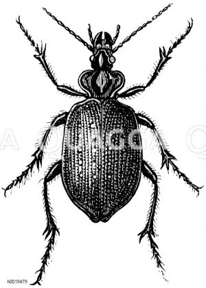 Puppenräuber [Digital]