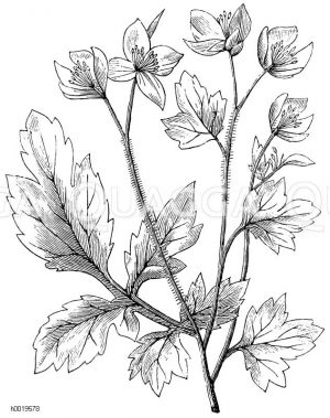 Schöllkraut [Digital]