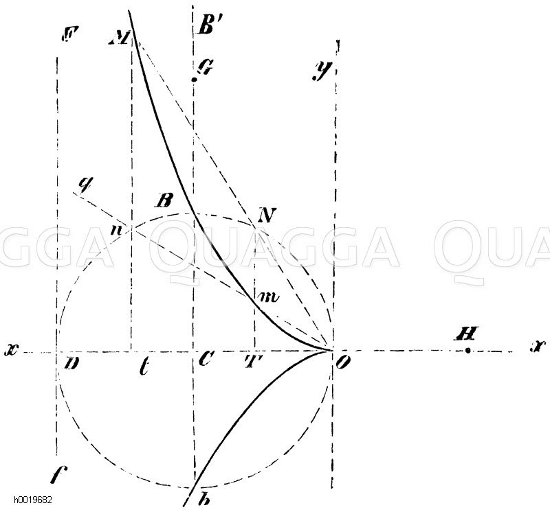Cissoide Quagga Illustrations