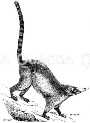 Coati [Digital]