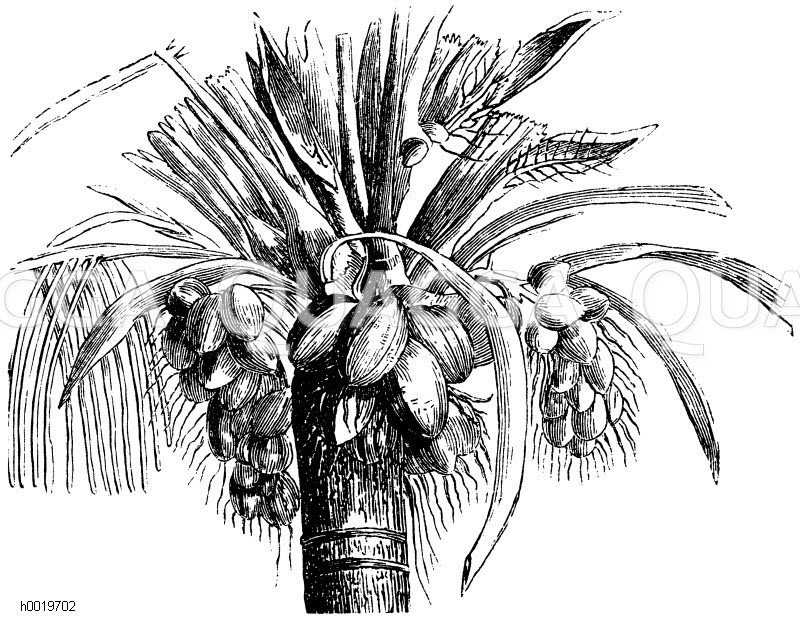 Krone der Kokospalme [Digital]