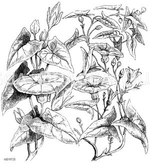 Zaunwinde (links) und Ackerwinde (rechts) [Digital]