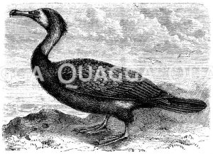 Kormoran