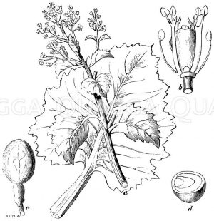 Meerkohl. A) Blatt und Blüte, b) Befruchtungswerkzeuge, c) Samen, d) Samen durchschnitten [Digital]