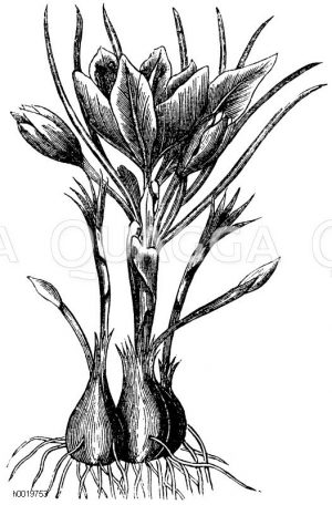 Safrankrokus [Digital]