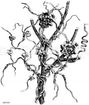Flachsseide [Digital]