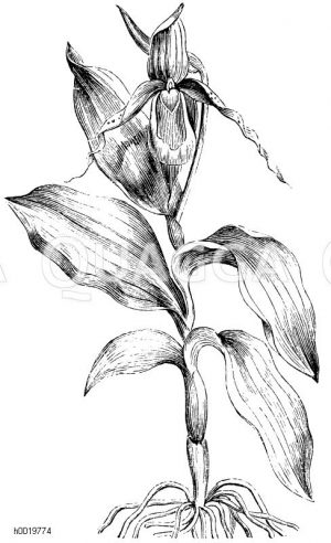 Frauenschuh, Cypripedium [Digital]