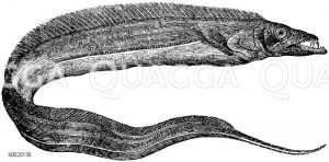 Degenfisch [Digital]