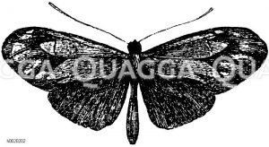 Übergangsform zwischen Heliconius melpomene und Heliconius thelxiope [Digital]