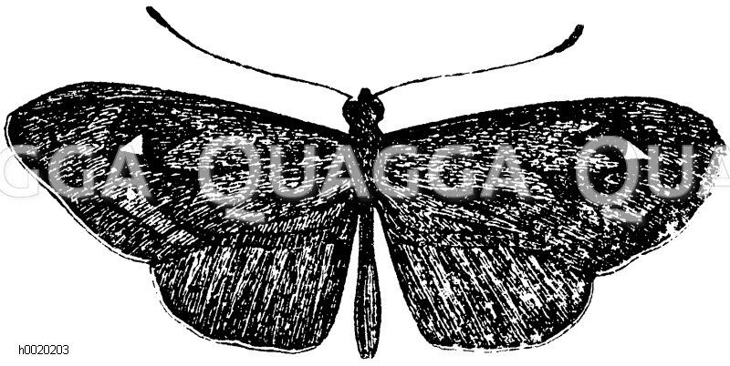Übergangsformen zwischen Heliconius melpomene und Heliconius thelxiope [Digital]