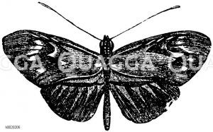 Heliconius thelxiope [Digital]