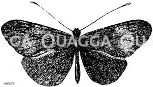 Heliconius melpomene [Digital]