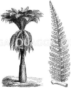 Dicksonia gigantea - links: Stamm, rechts: Wedel [Digital]