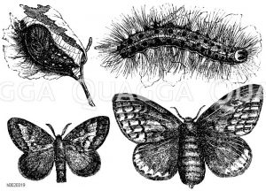 Dickkopf oder Rosenspinner. Links oben: Puppe, rechts oben: Raupe vor der letzten Häutung, links unten: männlicher Schmetterling, rechts unten: weiblicher Schmetterling [Digital]