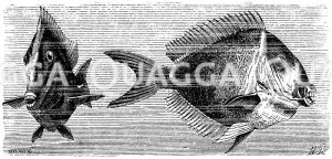 Doktorfisch [Digital]