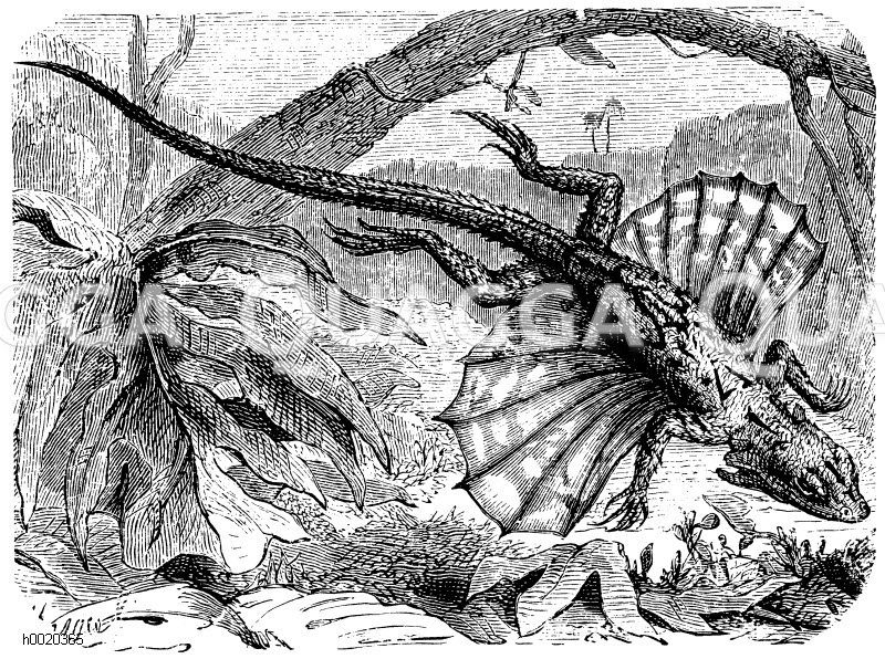 Fliegender Drache [Digital]