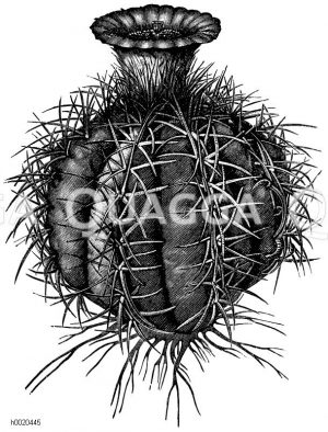 Ferocactus cylindraceus [Digital]