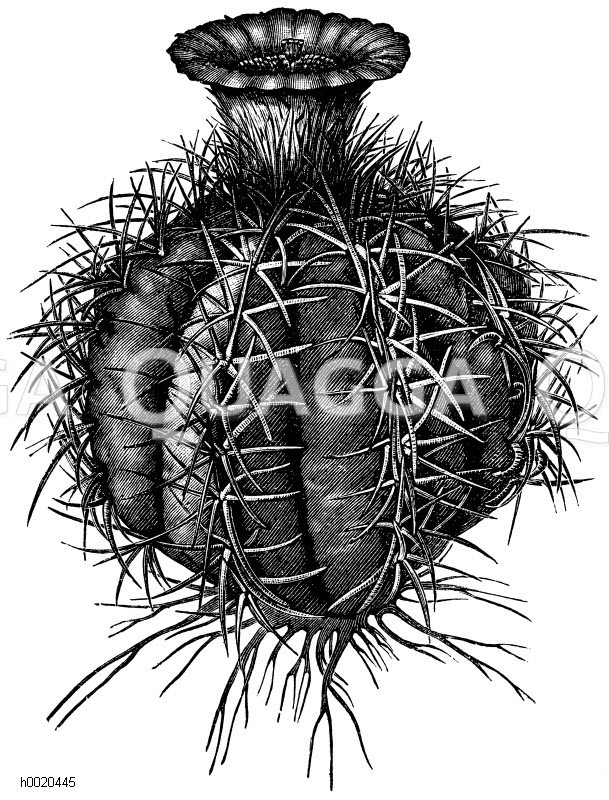 Ferocactus cylindraceus Quagga Illustrations