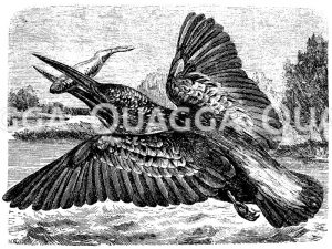 Europäischer Eisvogel [Digital]