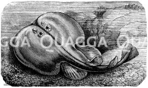 Zitterrochen [Digital]