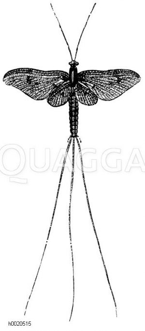 Eintagsfliege [Digital]