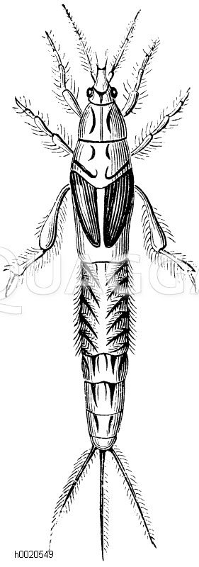 Eintagsfliege: Nymphe [Digital]