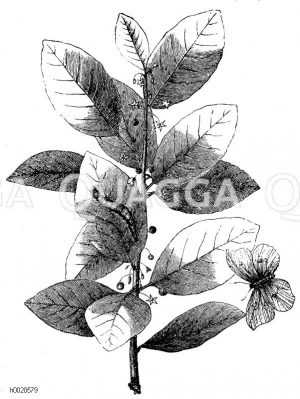 Zweig des Faulbaumes [Digital]