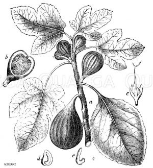 Feigenbaum. a Zweig mit Früchten. b Aufgeschnittene Scheinfrucht e Blüte d Durchschnittener Samen. e Keimling [Digital]
