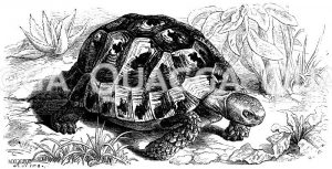Griechische Schildkröte [Digital]