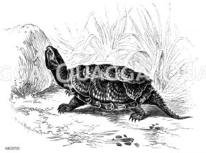 Schnappschildkröte [Digital]